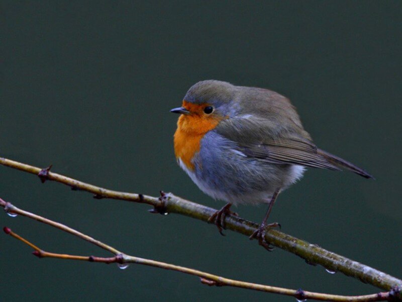 Robin on a Branch — Green, Calm, Photograph, Droplets