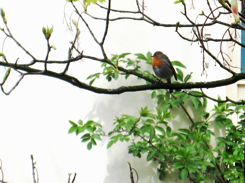 Robin on a Branch — Green, Calm, Spring, Photograph