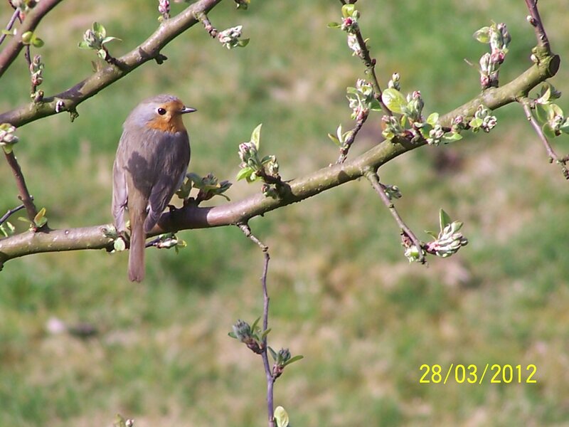 Robin on a Branch — Green, Calm, Spring