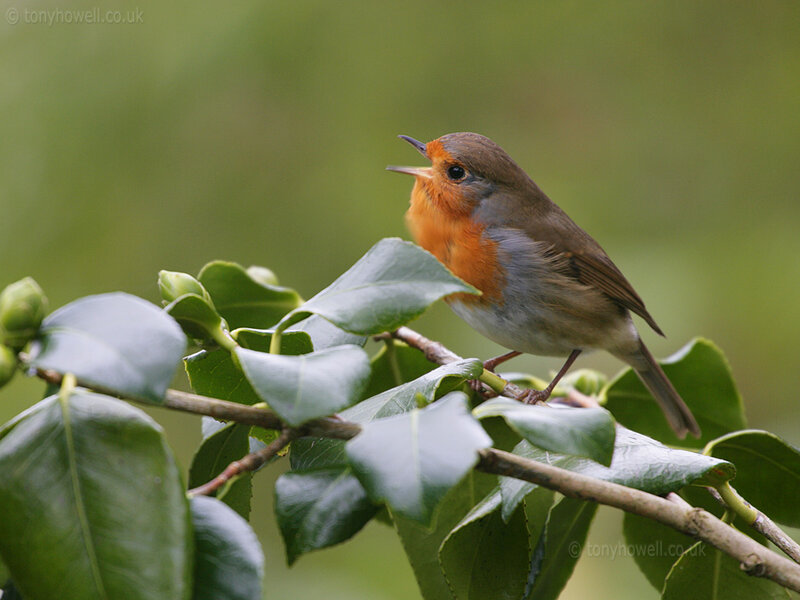 Robin on a Branch — Green, Calm