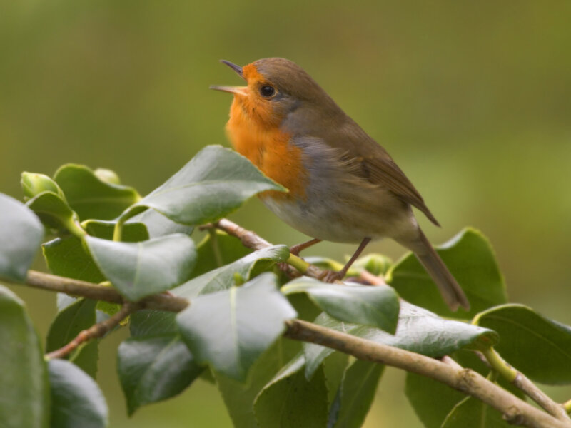 Robin on a Branch — Green