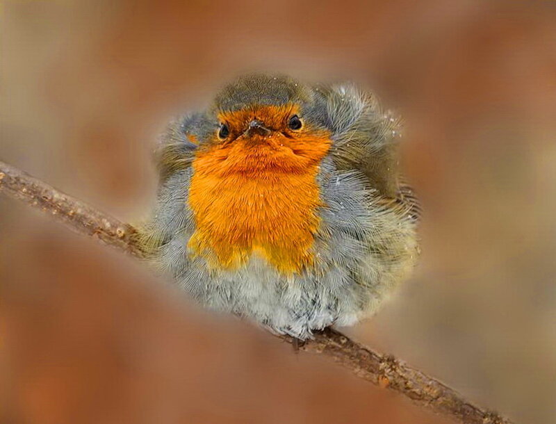 Robin on a Branch — Orange, Calm