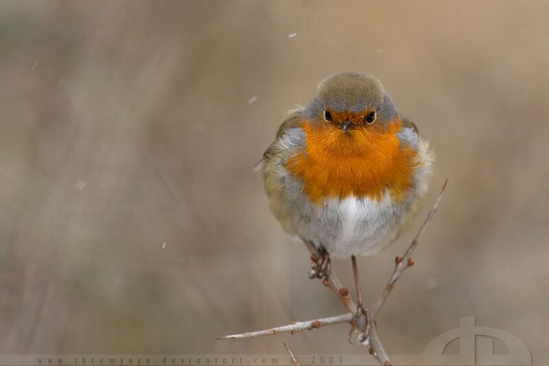 Robin on a Branch — Orange, Calm, Winter