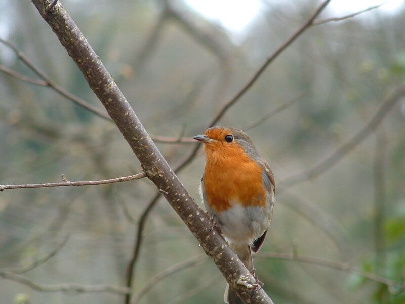 Robin on a Branch — Orange