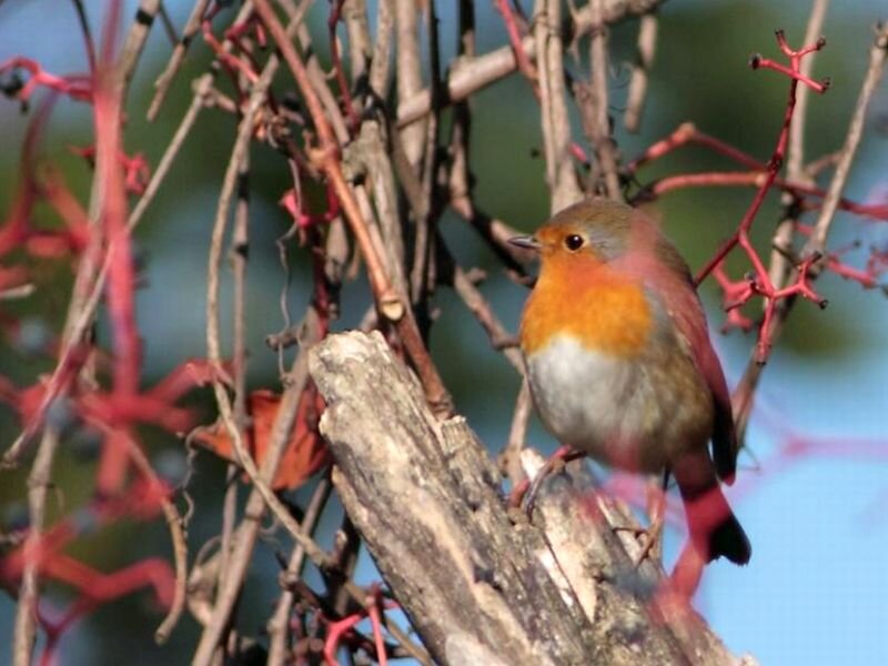 Robin on a Branch — Red, Calm