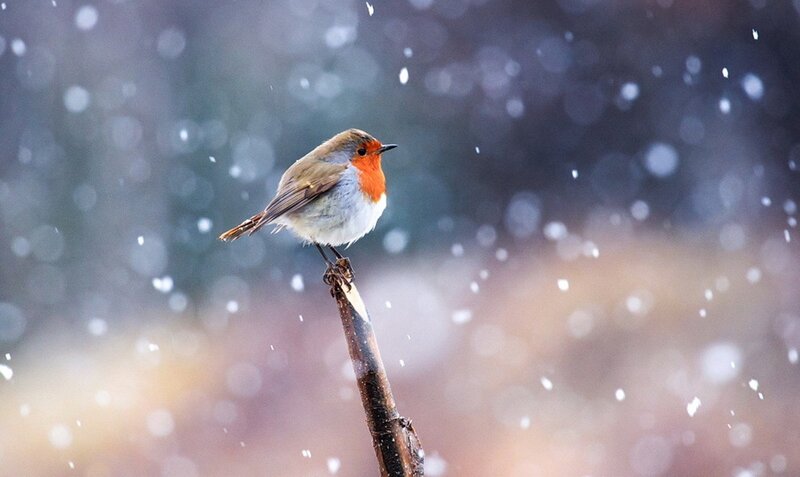Robin on a Branch — Red, Calm, Winter