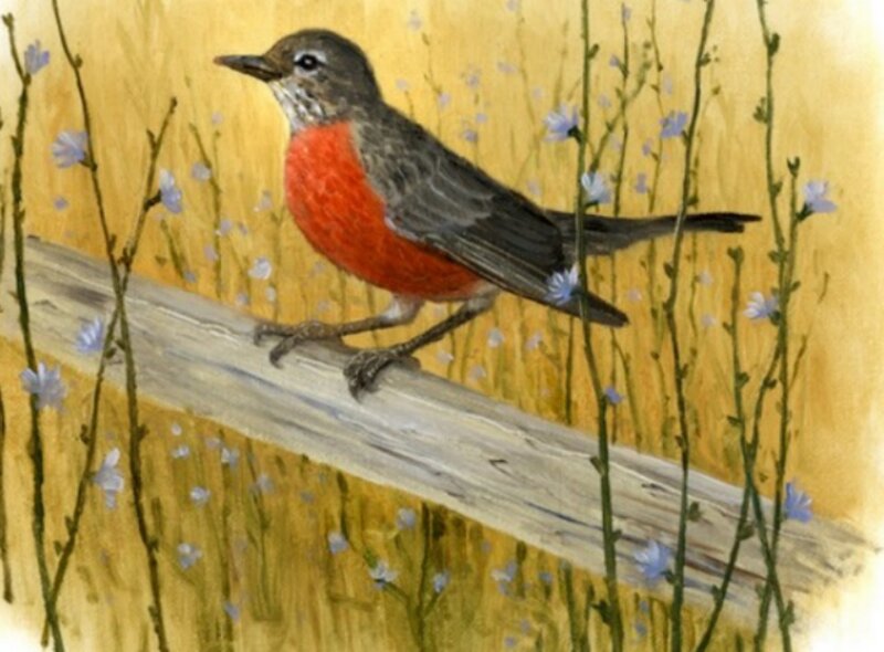 Robin on a Branch — Red