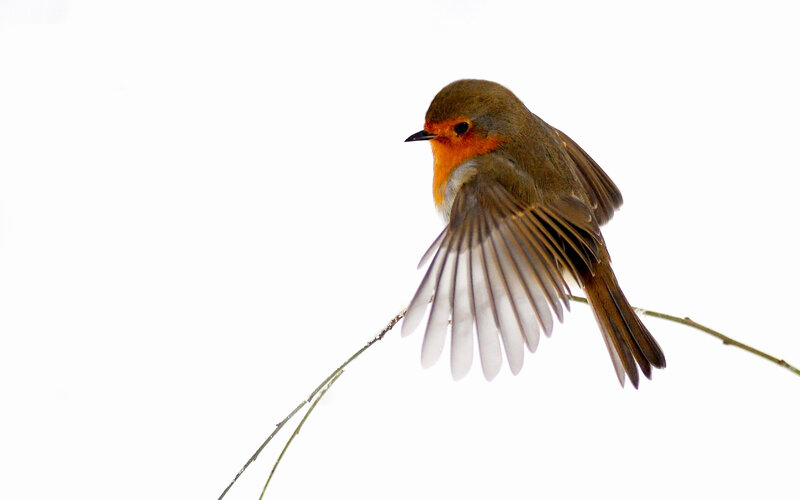 Robin on a Branch — White, Calm