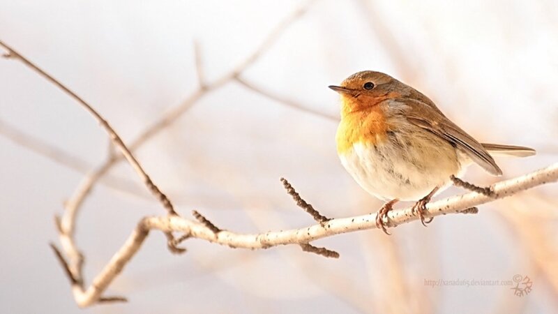 Robin on a Branch — White