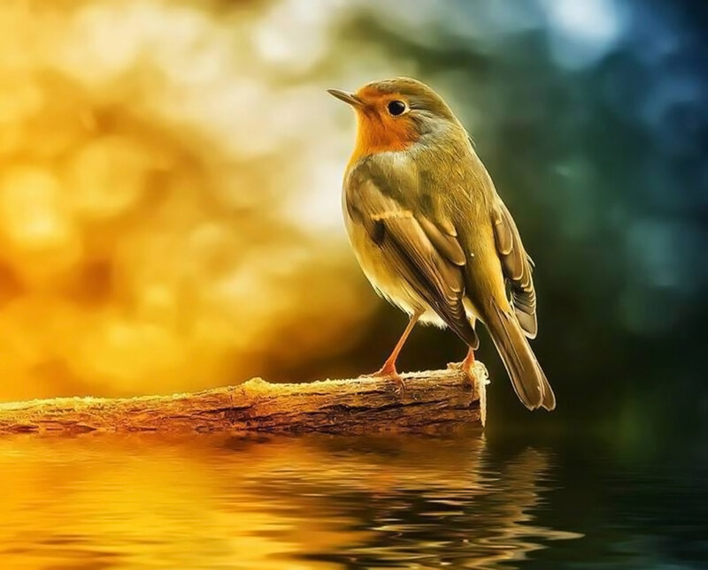 Robin on a Branch — Yellow, Serene