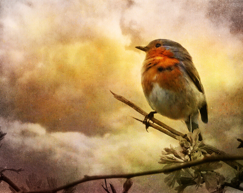 Robin on a Branch — Yellow