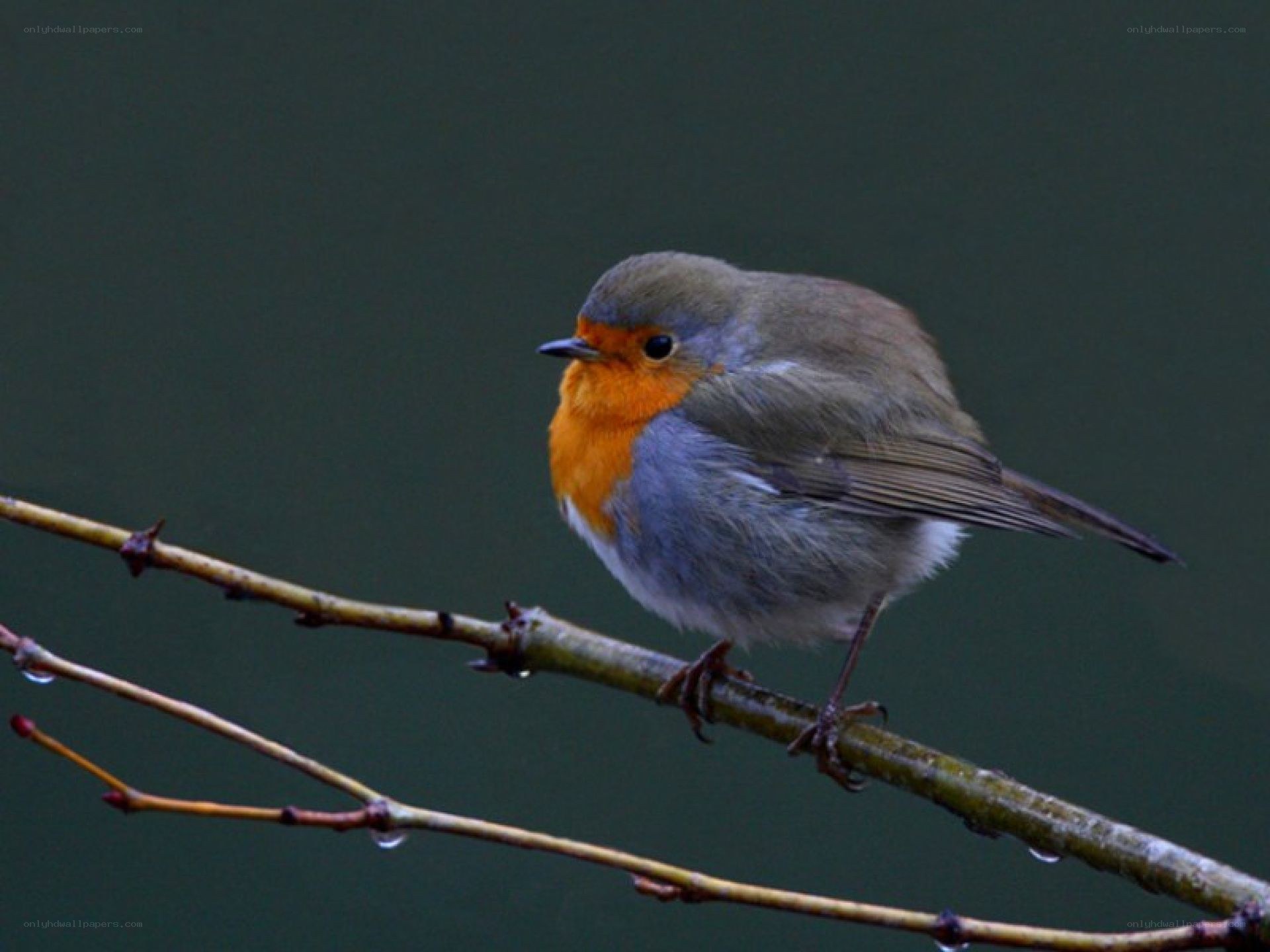 Robin on a branch