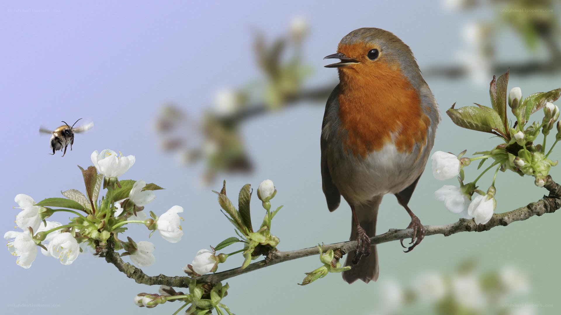 Robin on a flowering branch