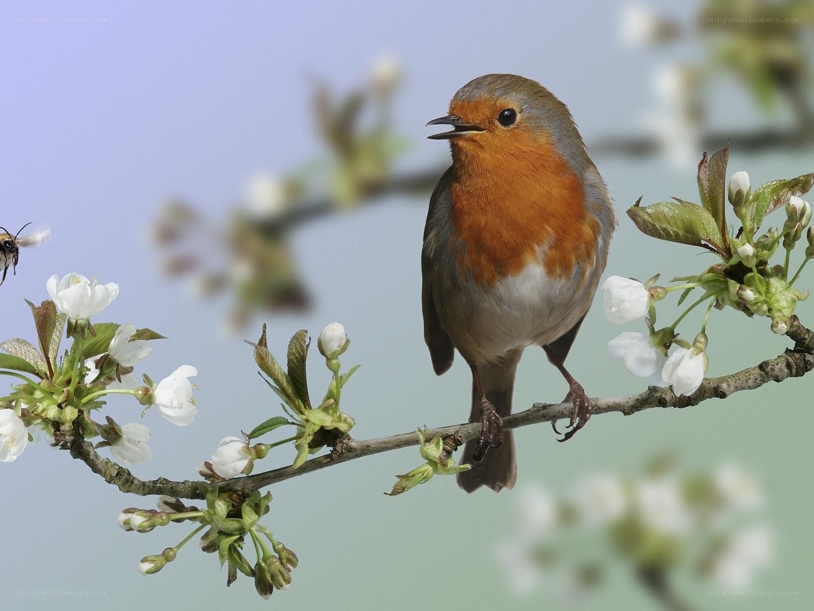 Robin on a flowering branch