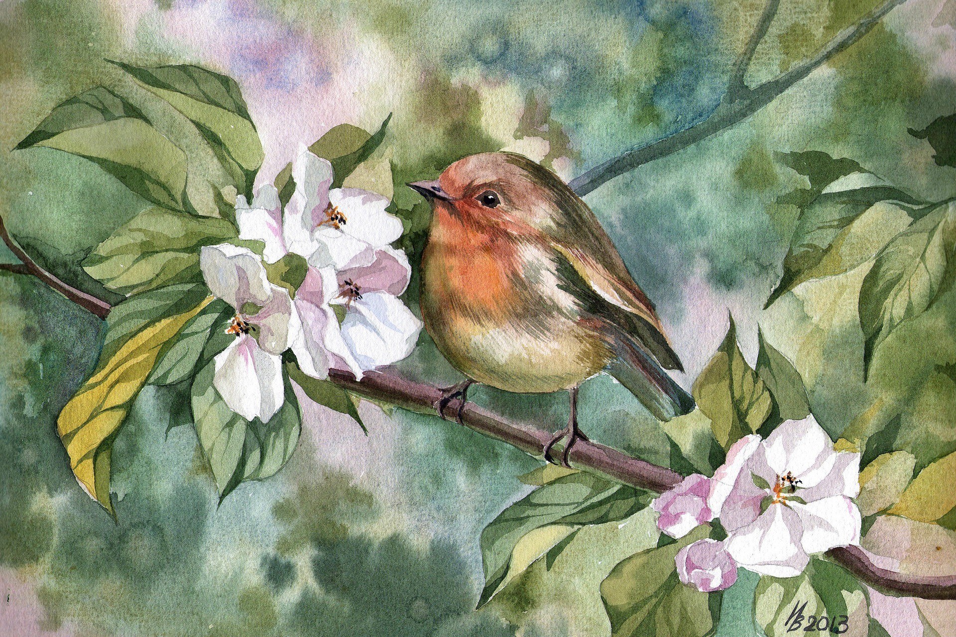 Robin on a flowering branch
