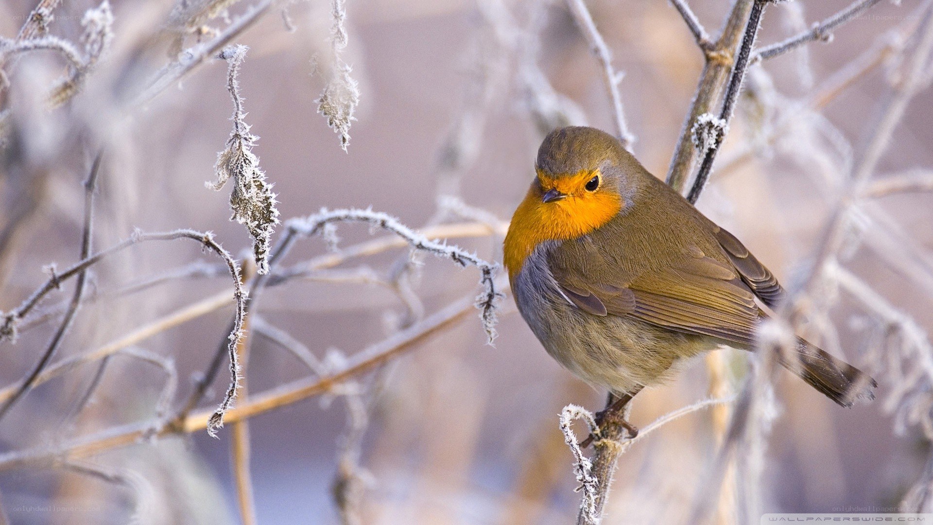 Robin on a frosty branch