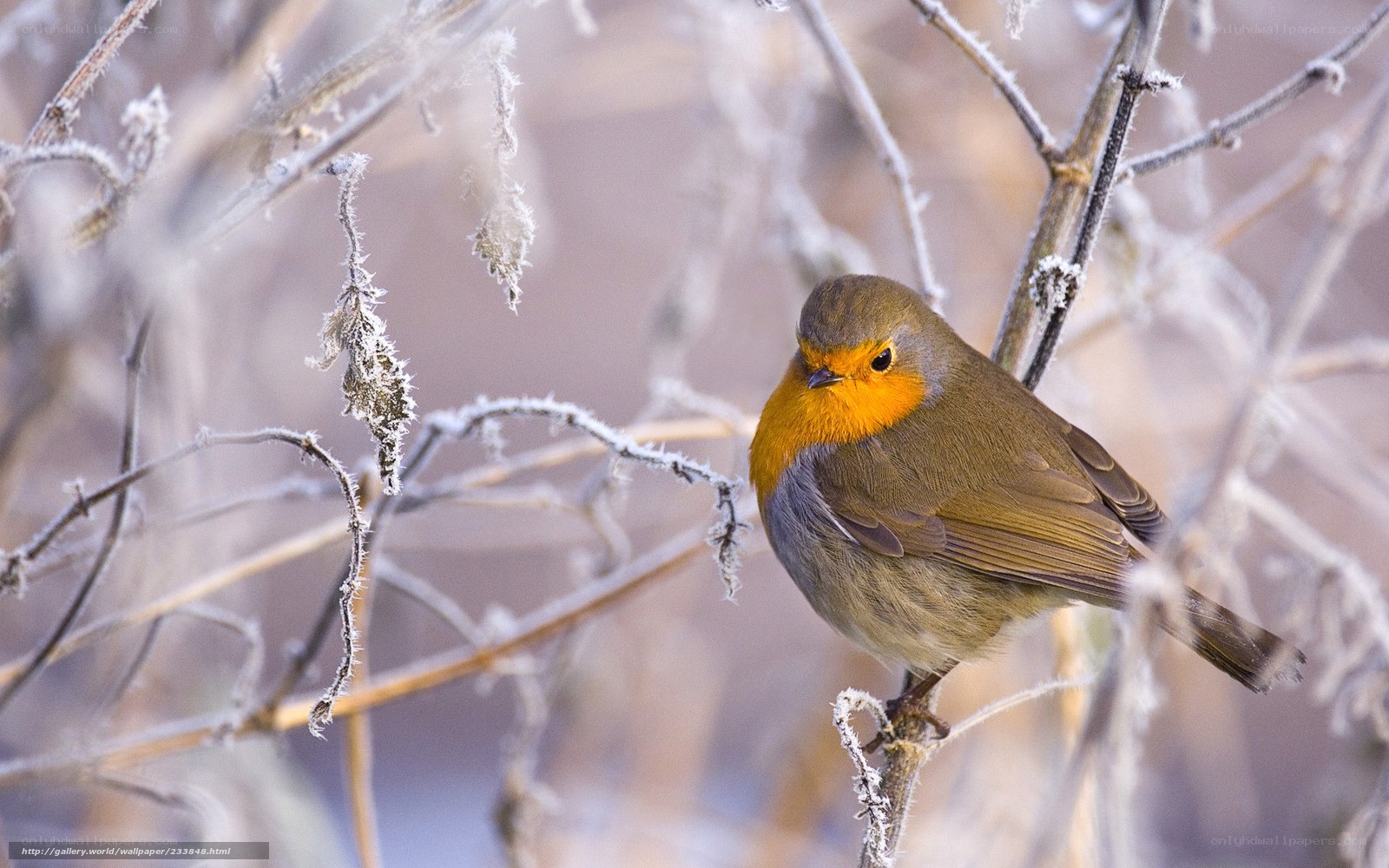 Robin on a frosty branch