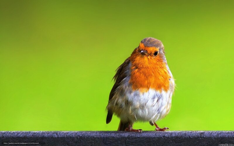 Robin on a green background