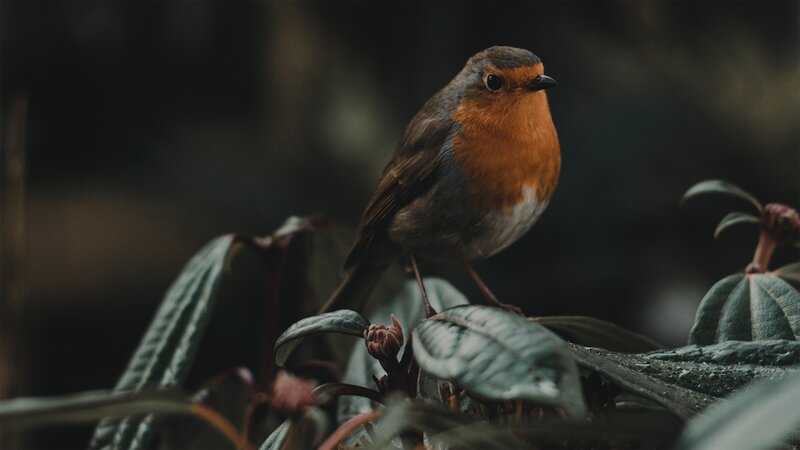 Robin on a Leaf