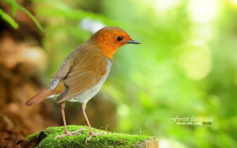 Robin on a mossy log