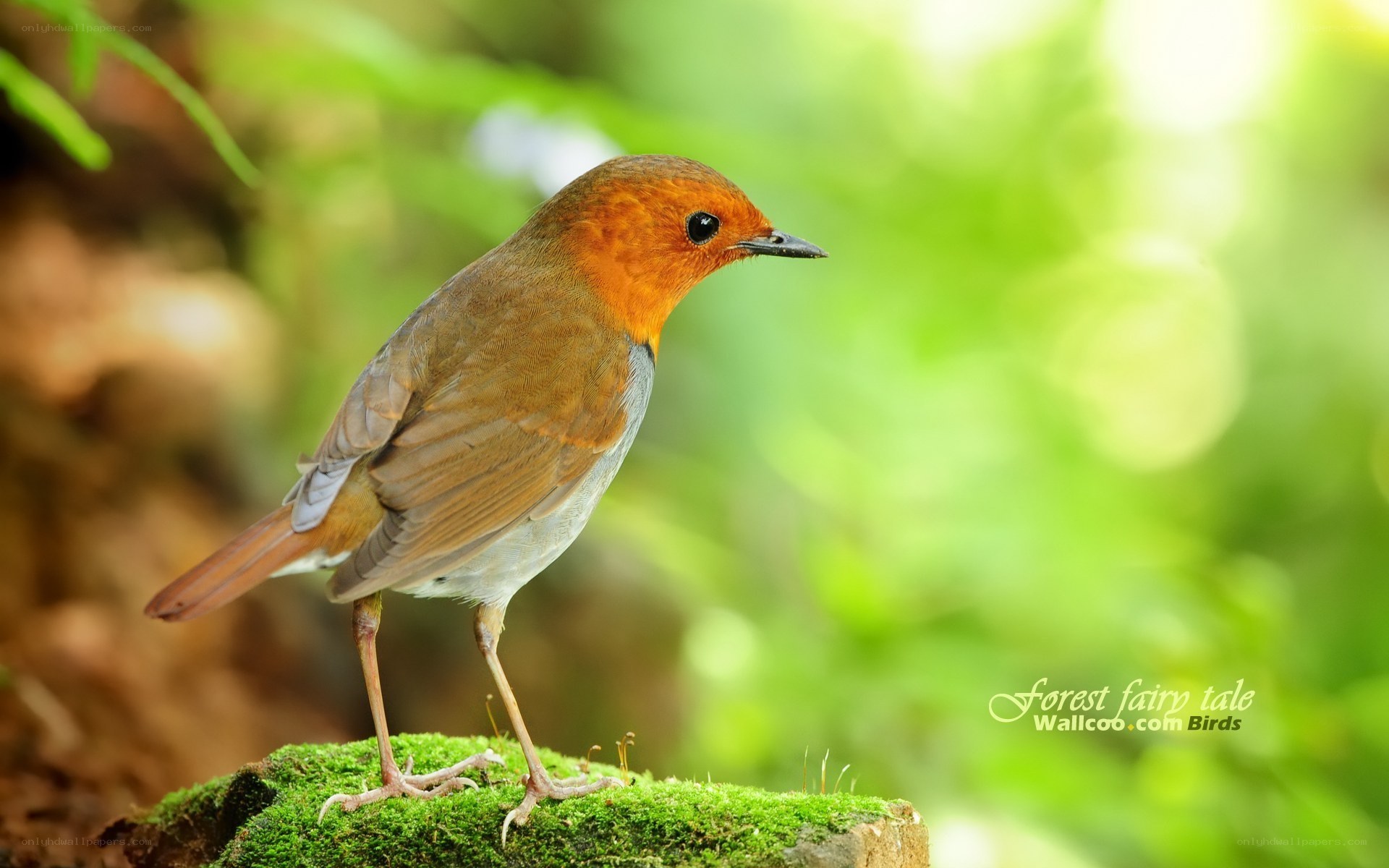 Robin on a mossy log