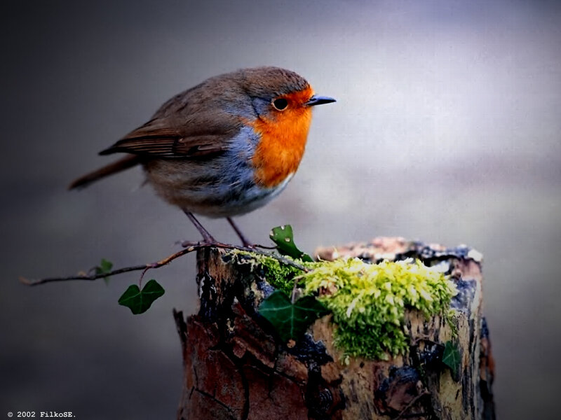 Robin on a mossy stump