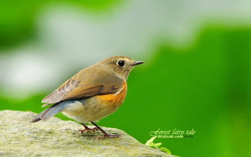 robin on a rock