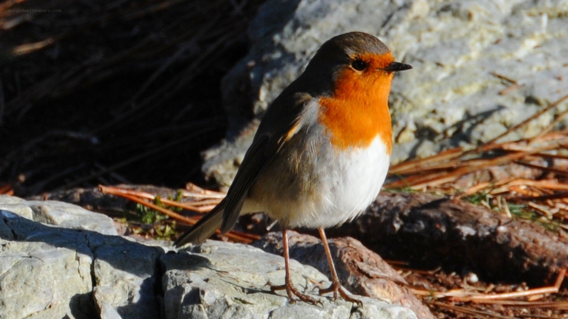 robin on a rock