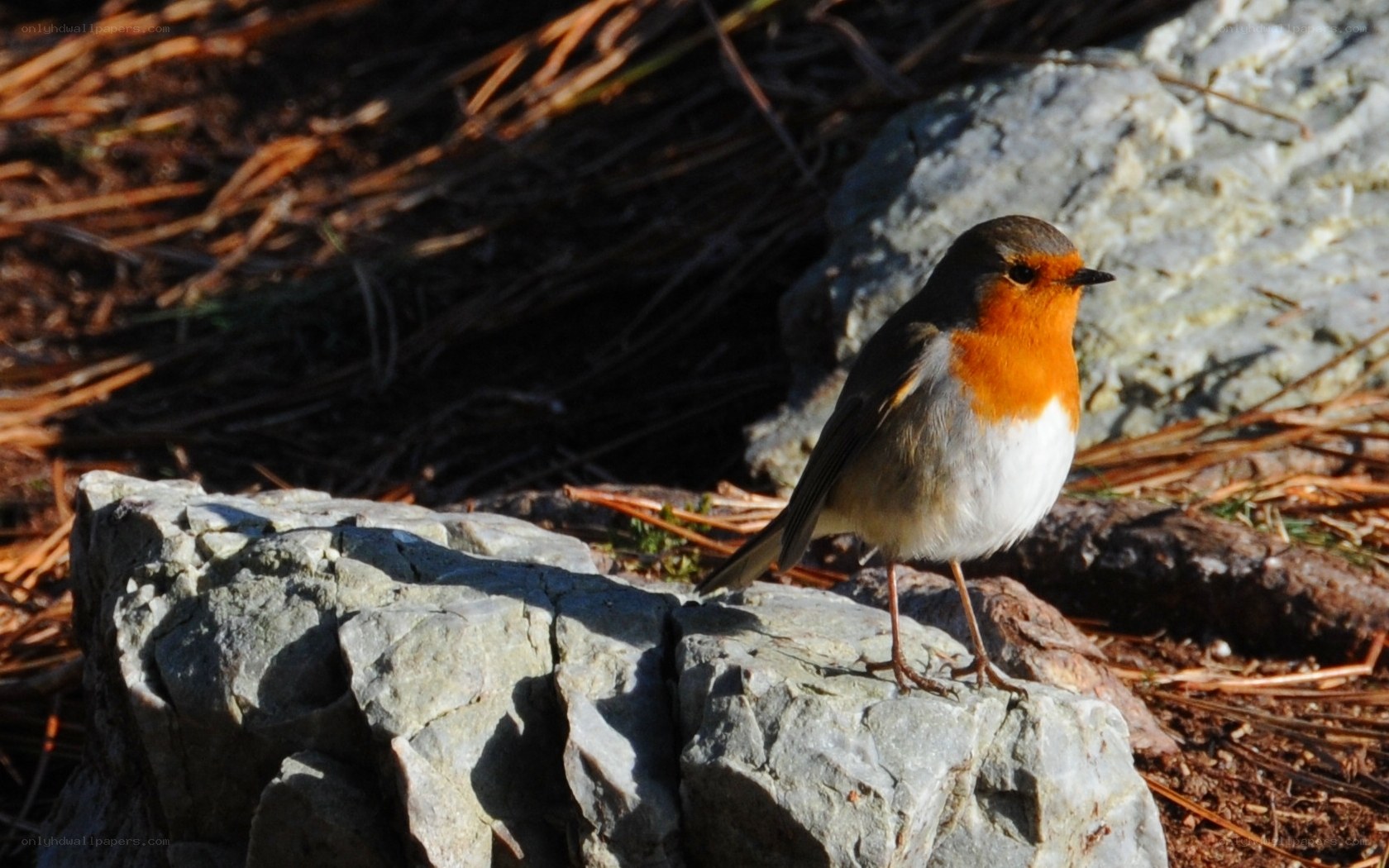 Robin on a rock
