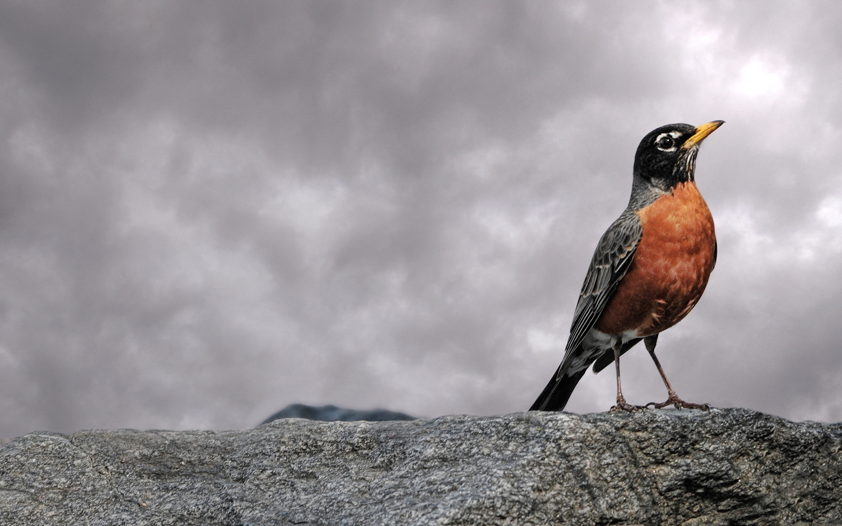 Robin on a rock