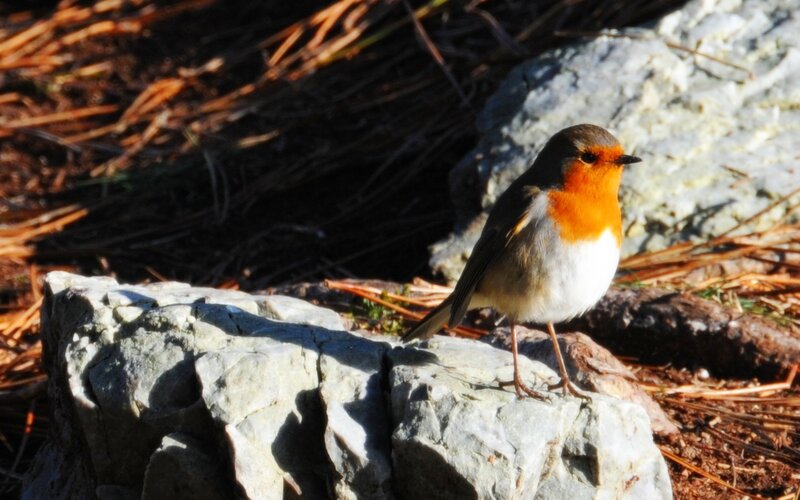 Robin on a Rock — Gray
