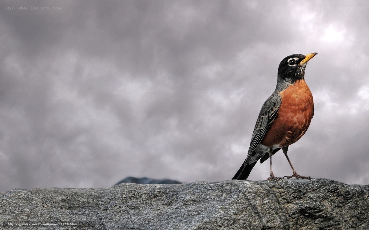 Robin on a rock