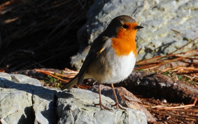 Robin on a rocky surface