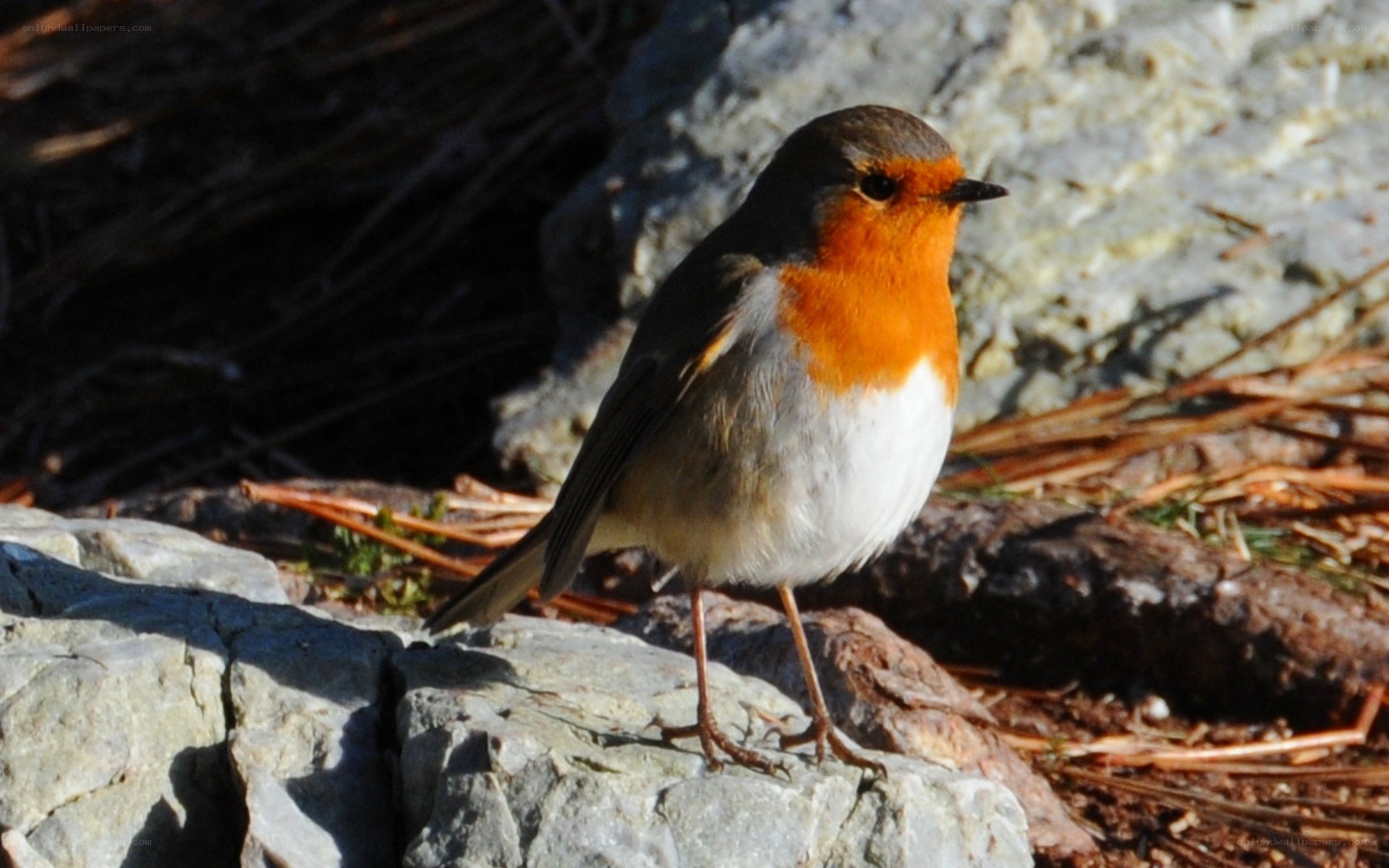 Robin on a rocky surface