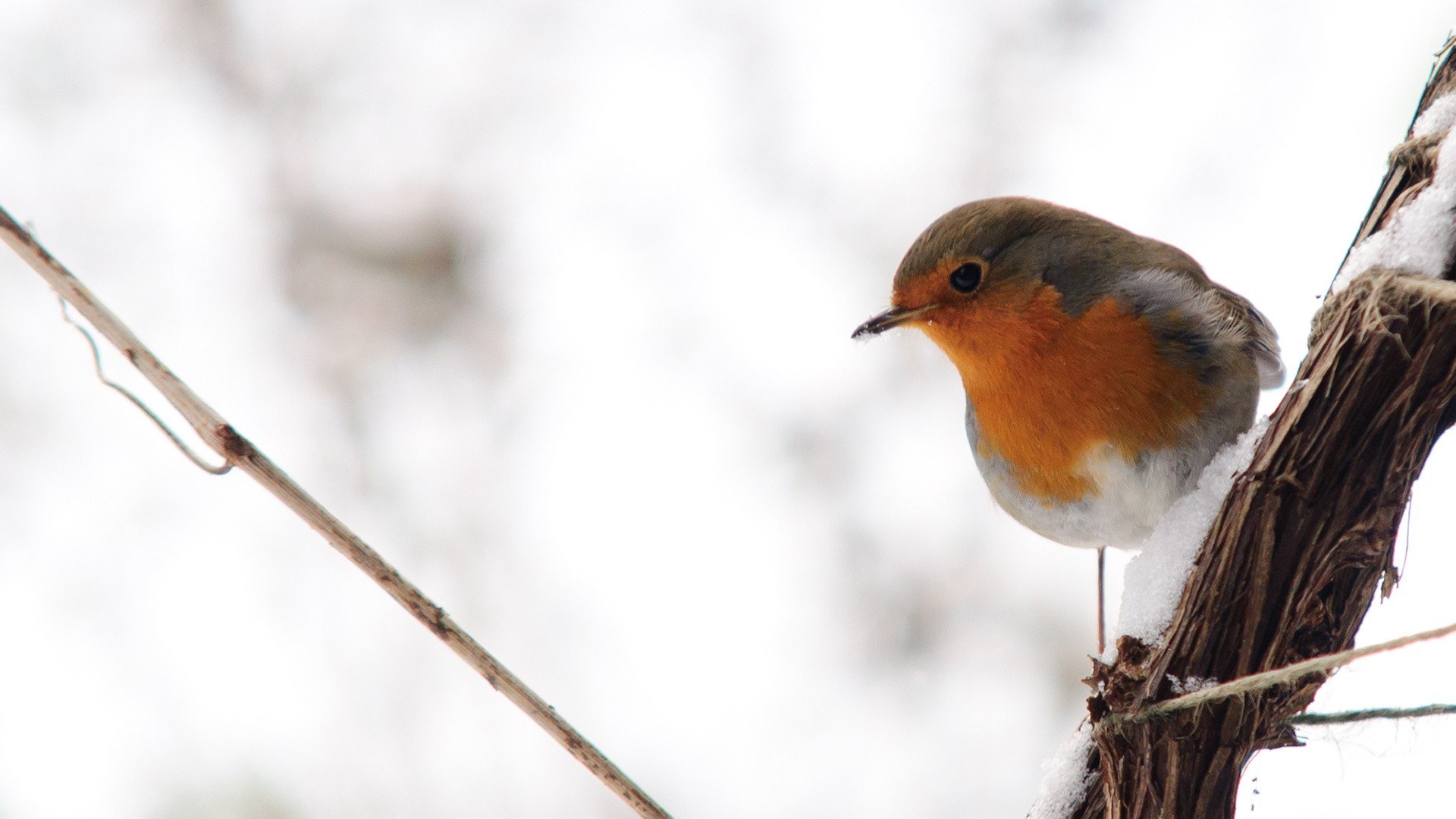 Robin on a snowy branch