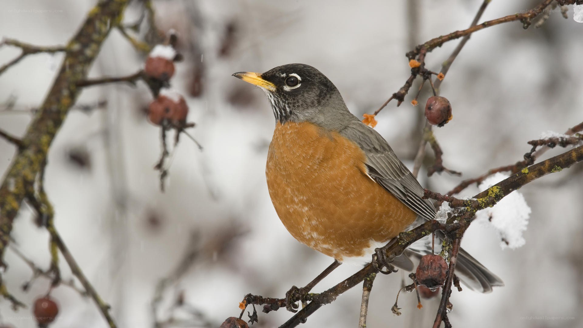 Robin on a snowy branch