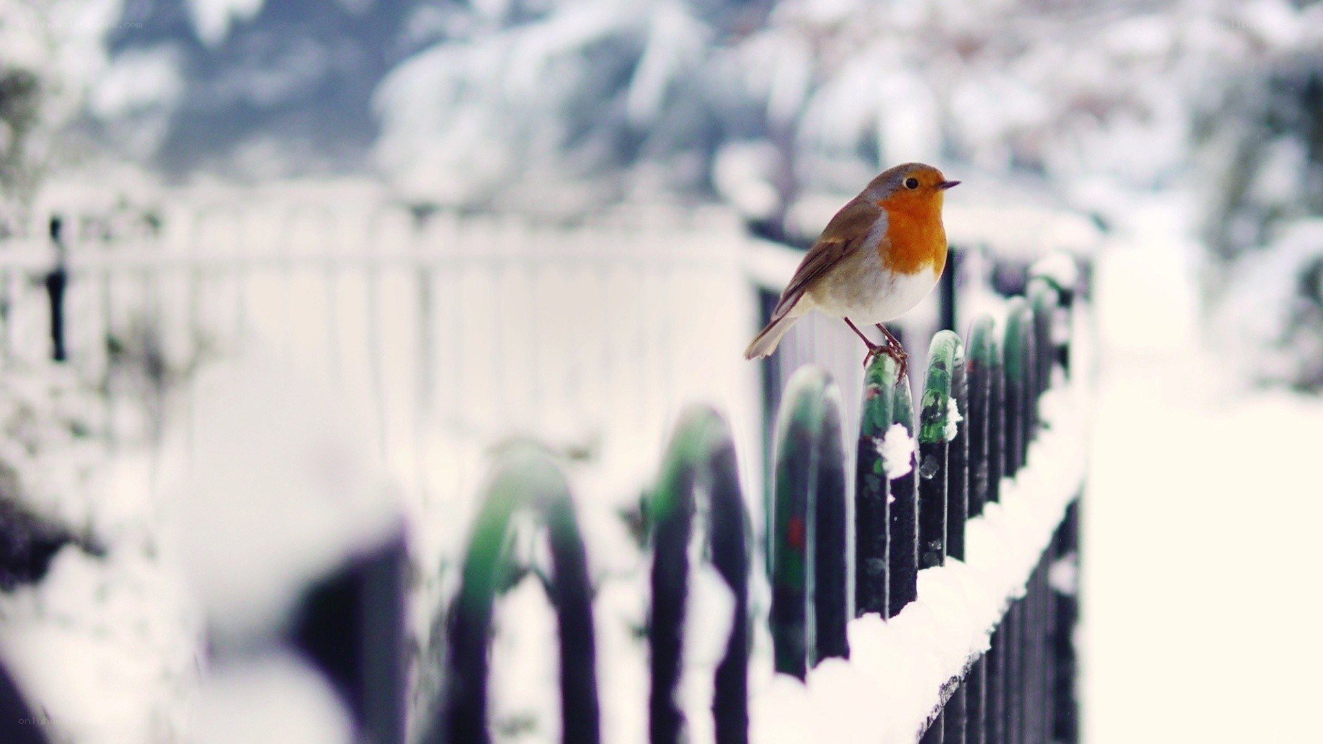 Robin on a snowy fence