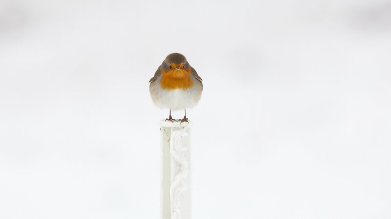 Robin on a snowy post