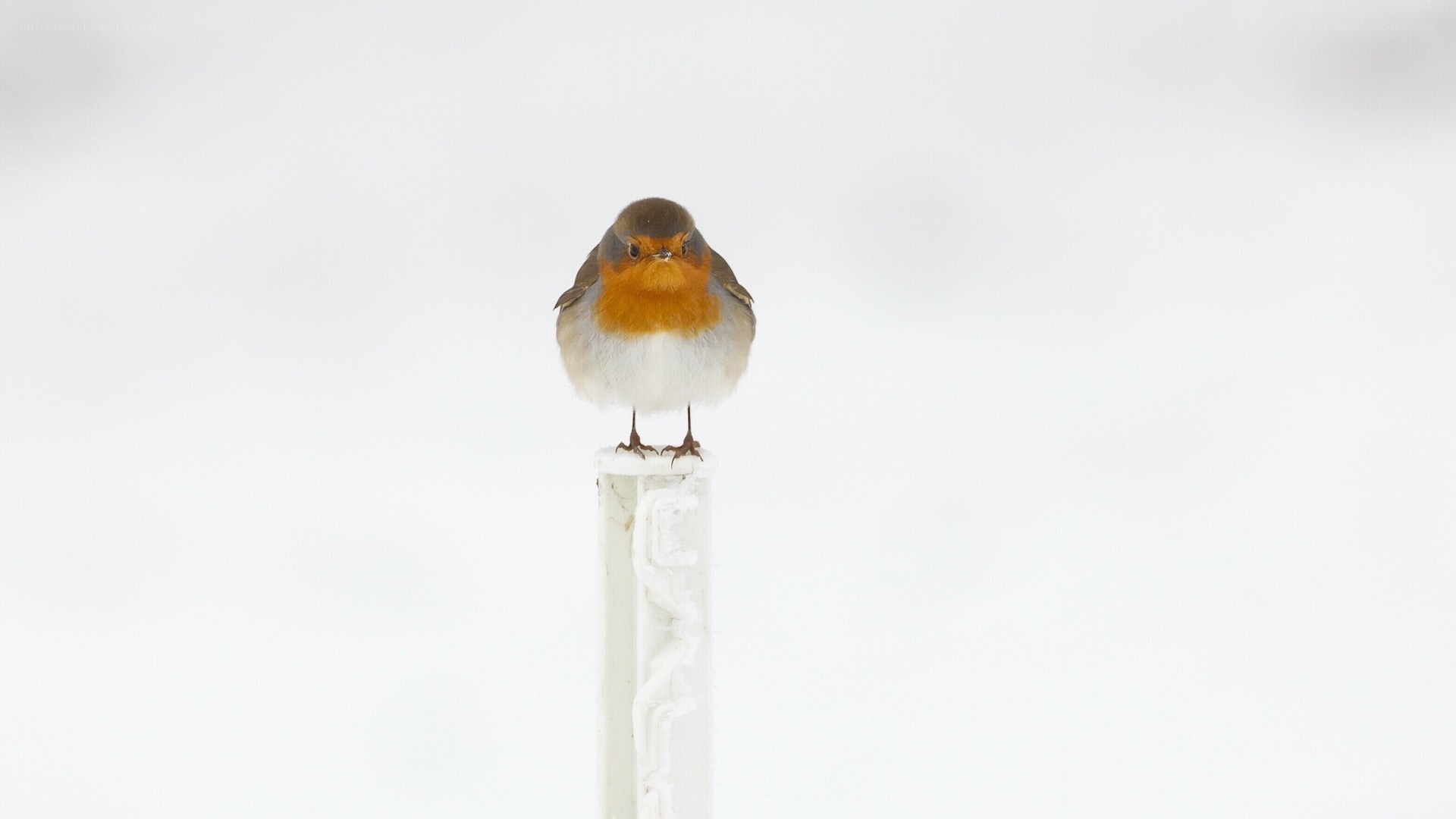 Robin on a snowy post