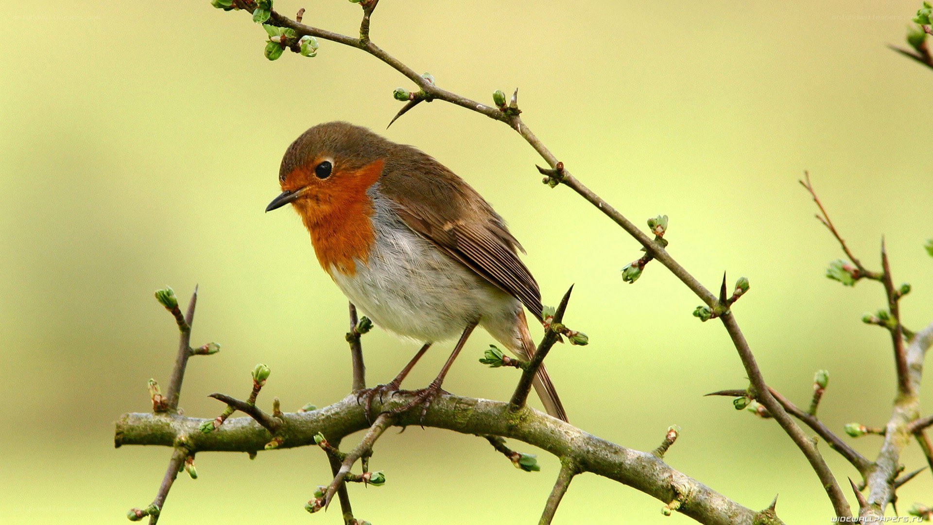 Robin on a thorny branch