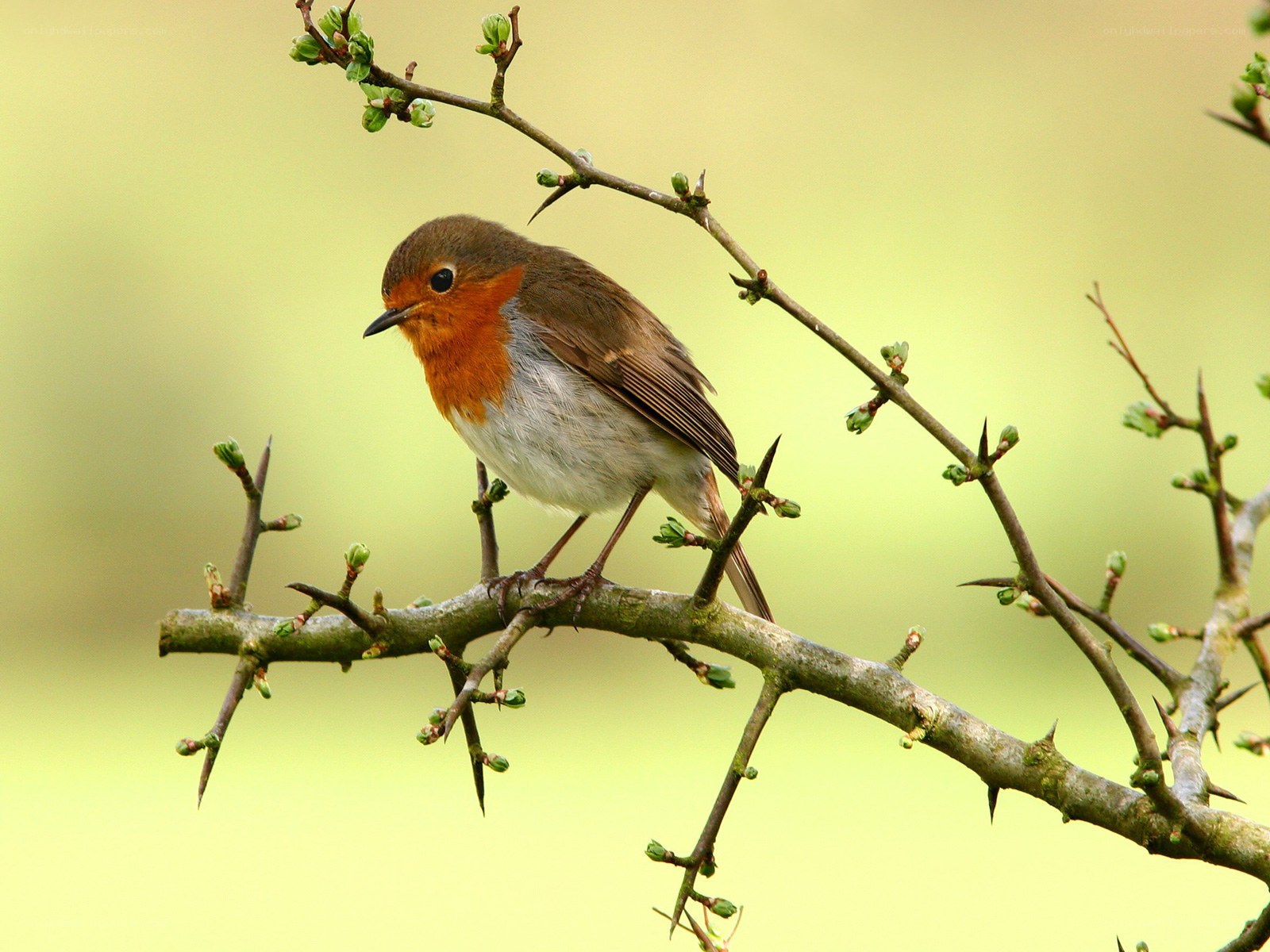 Robin on a thorny branch