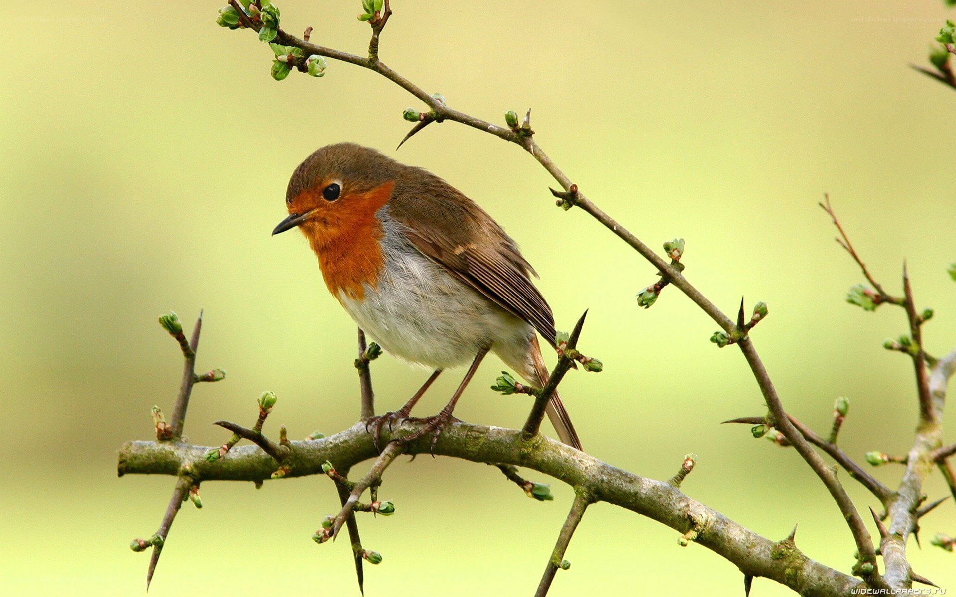 Robin on a thorny branch