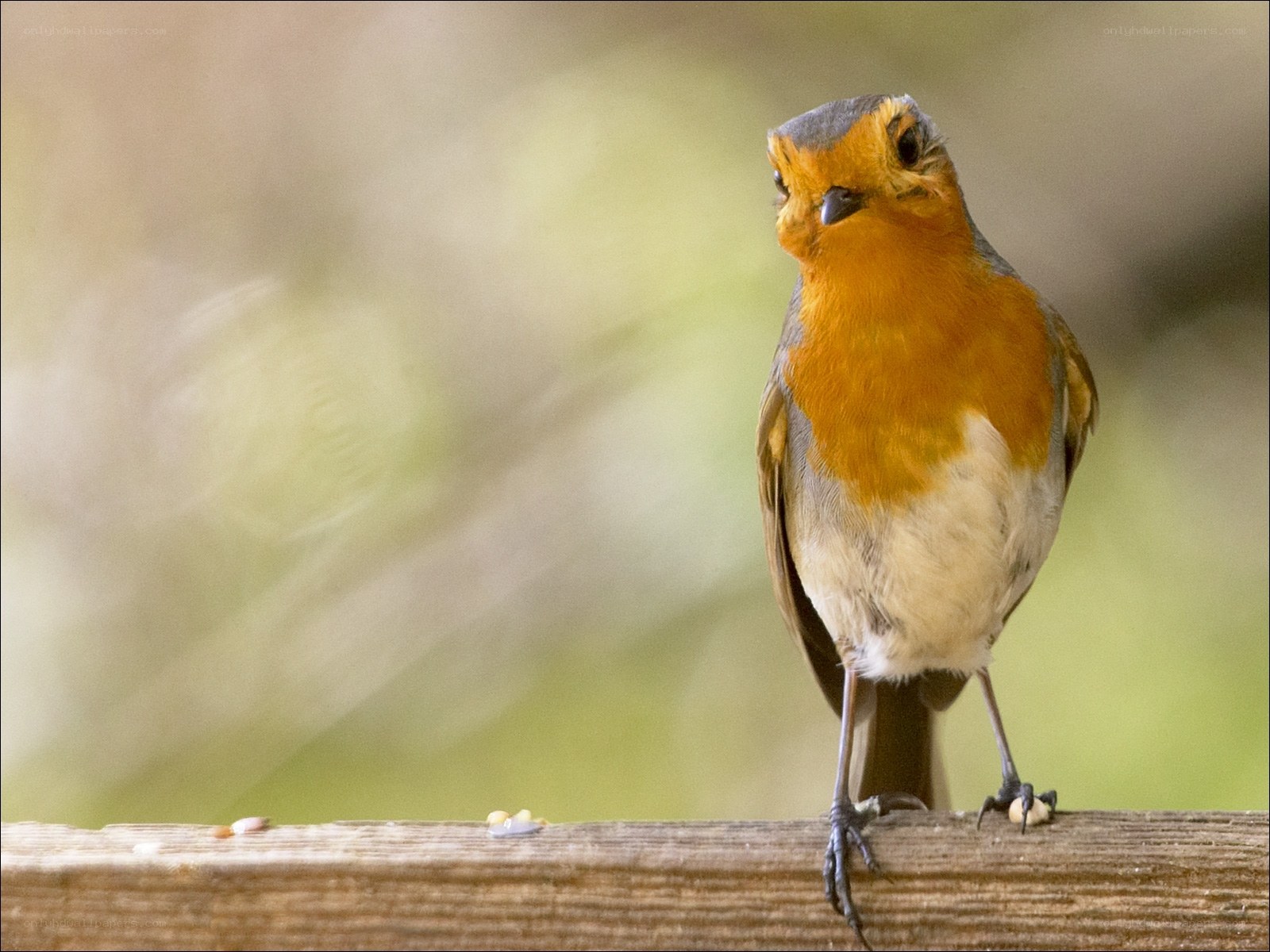 Robin on a wooden beam