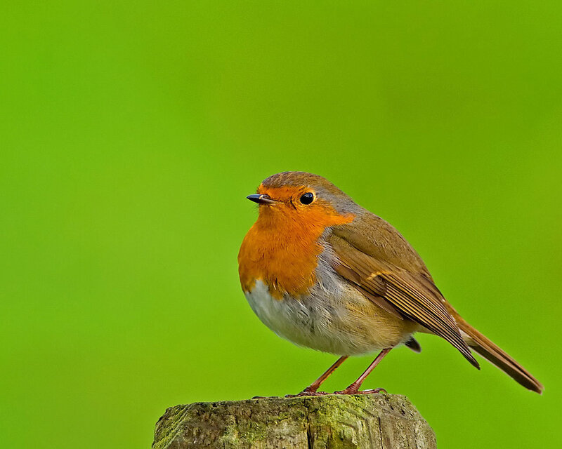 Robin on a wooden post