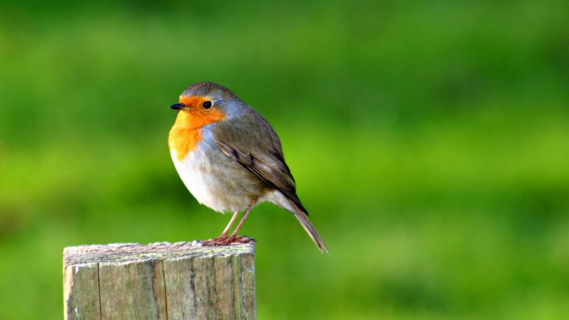 Robin on a wooden post