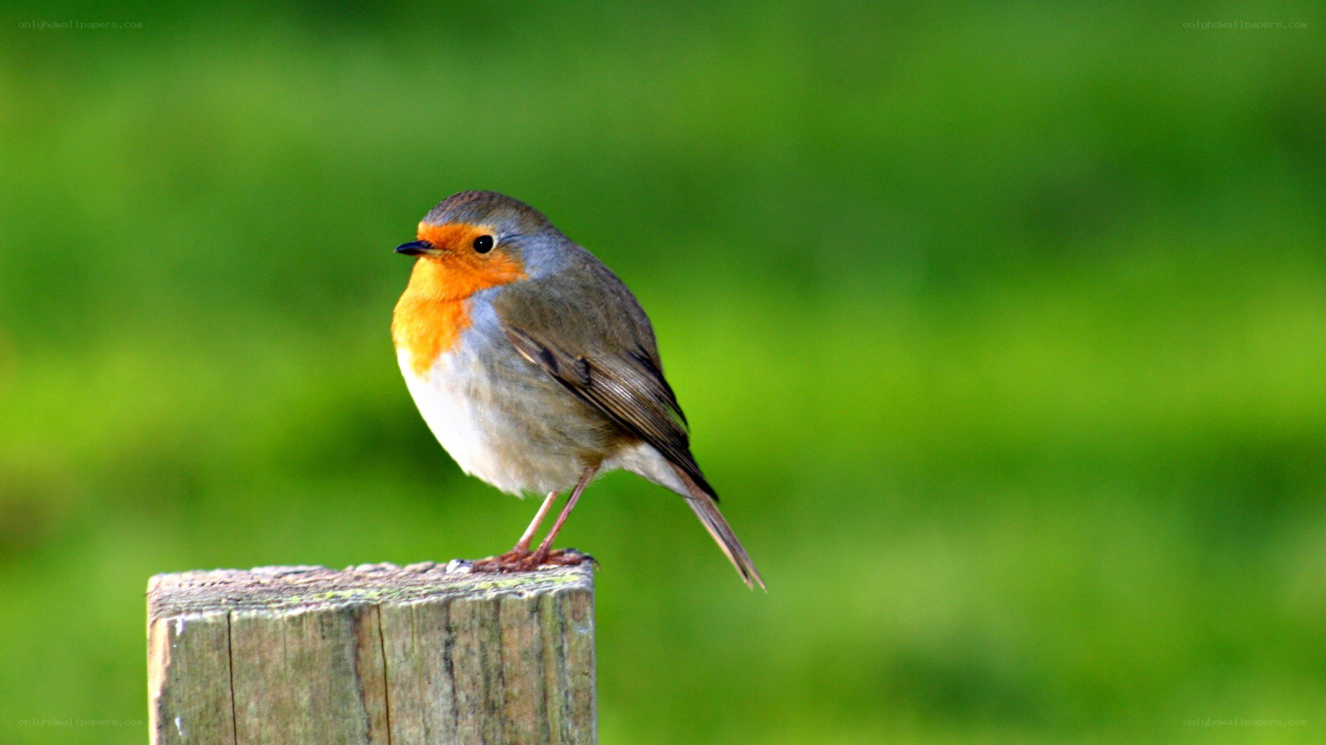 Robin on a wooden post
