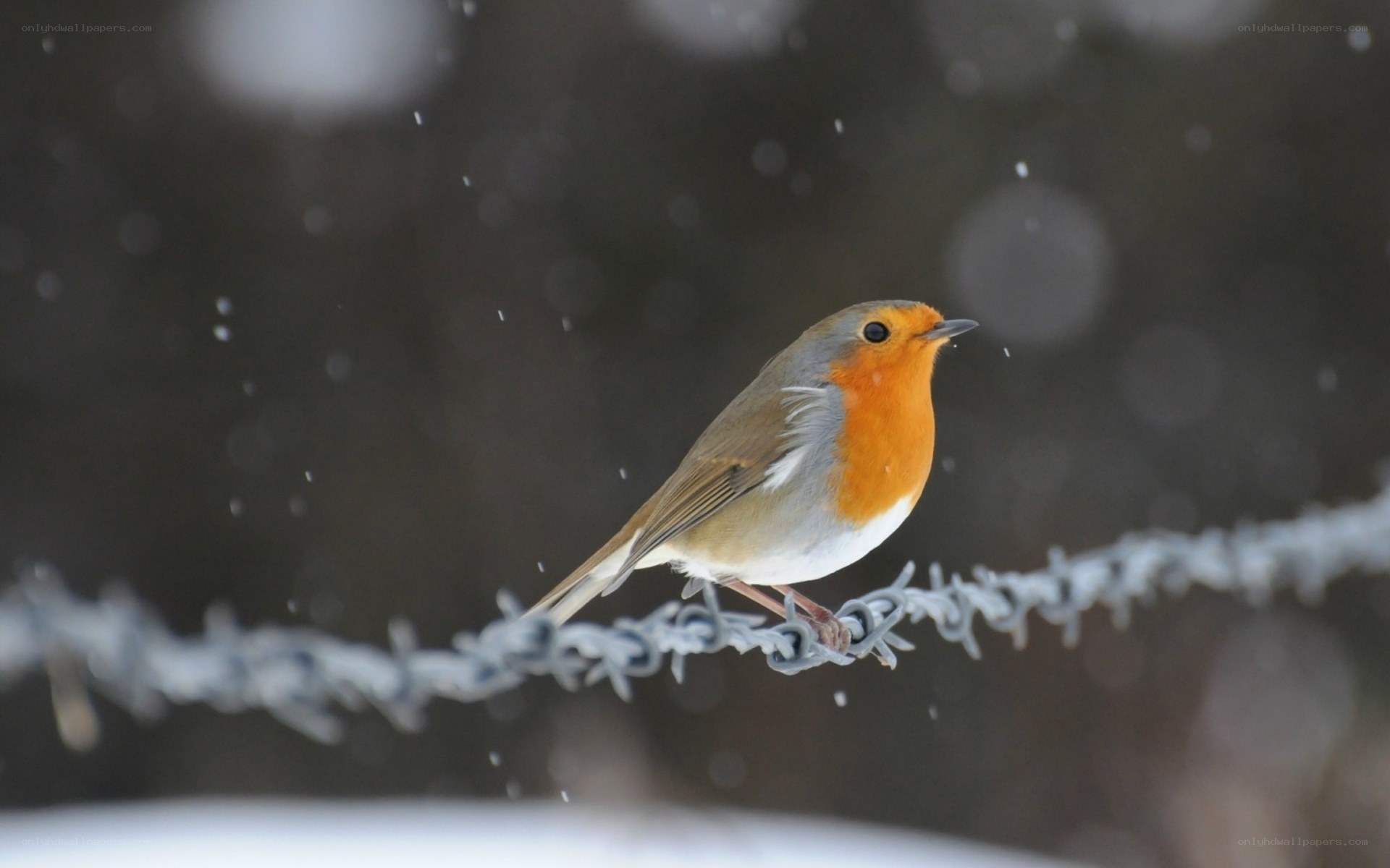 Robin on barbed wire in snow