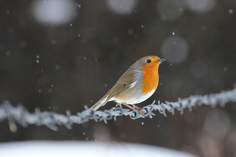Robin on Barbed Wire — Orange
