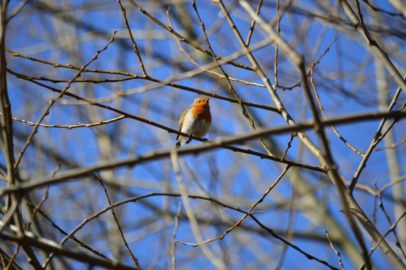Robin on Bare Branch