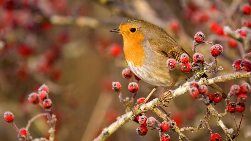 Robin on Berry Branch